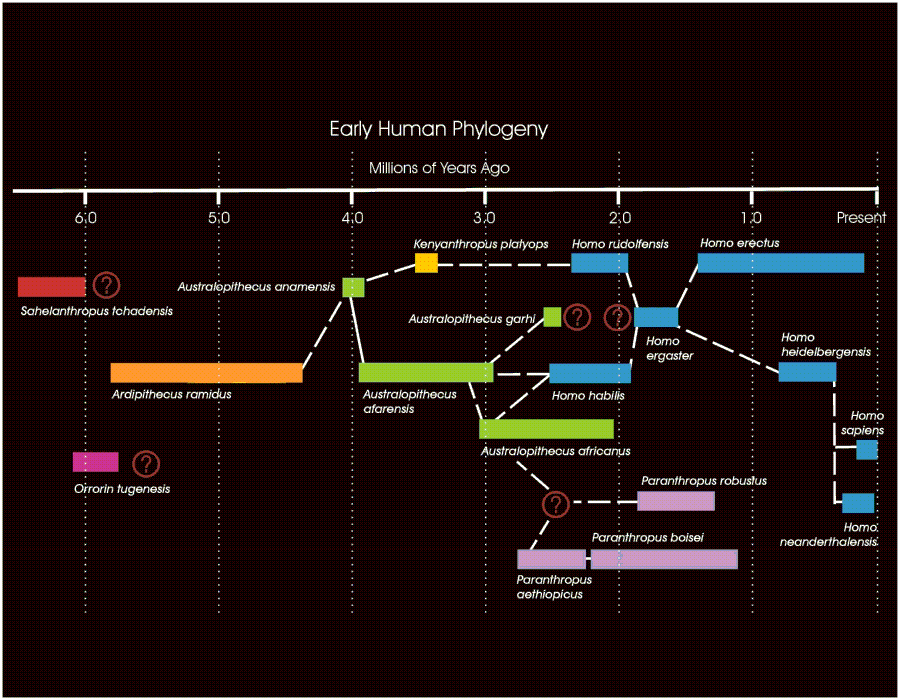 Image map of human phylogenetic tree